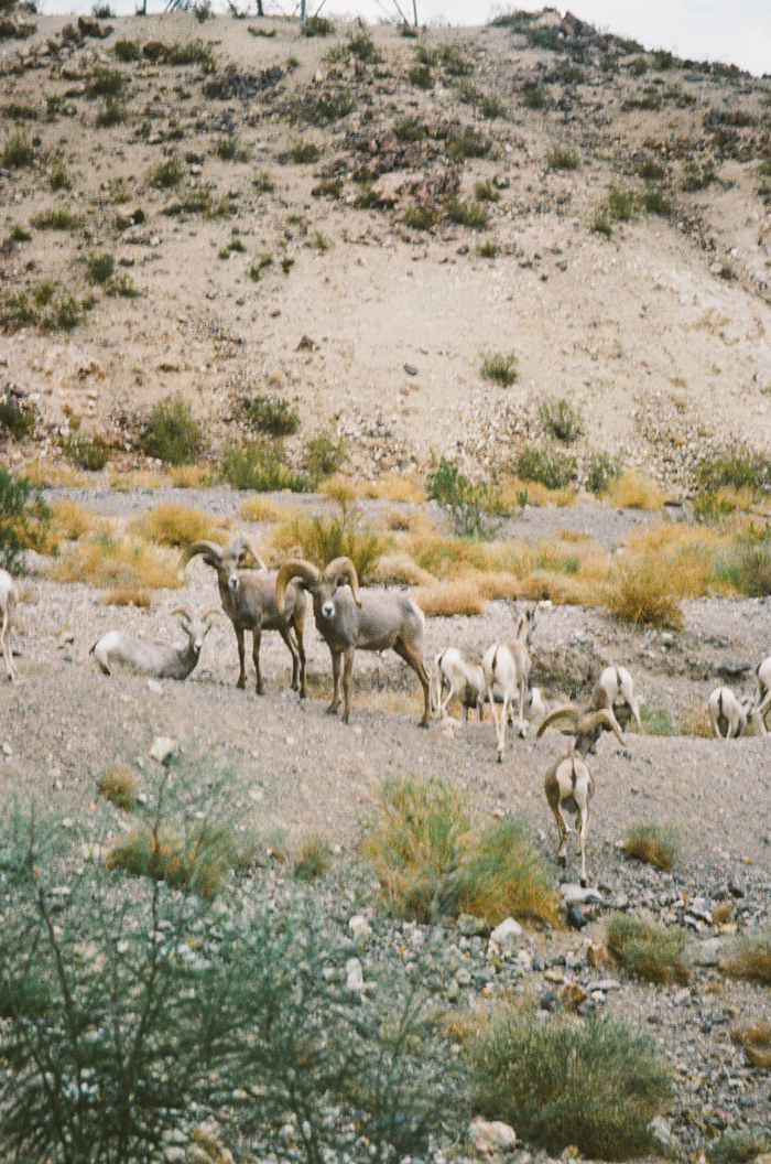 lake mead 35mm gaby j 4