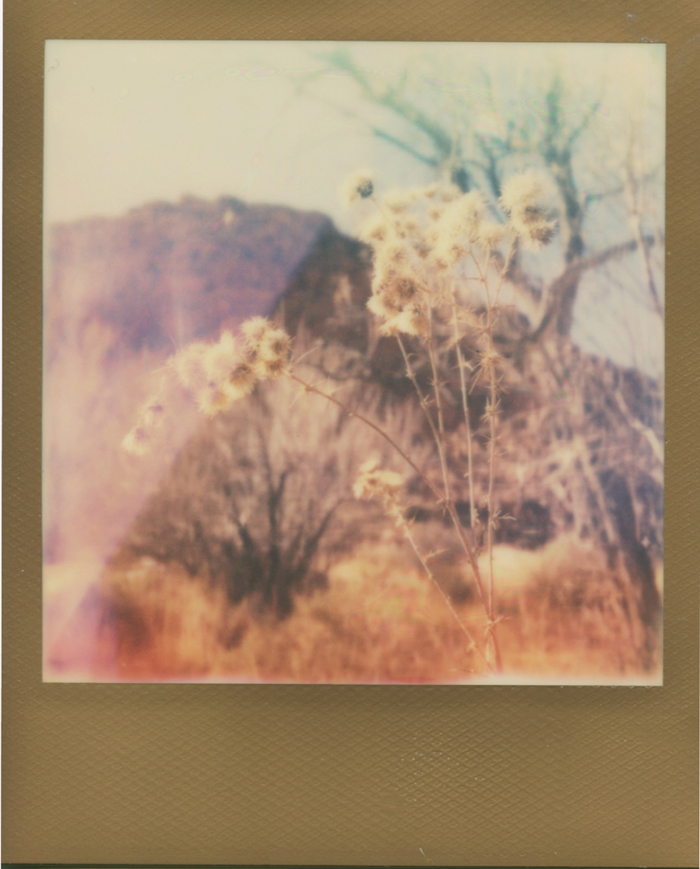 nevada desert life polaroid