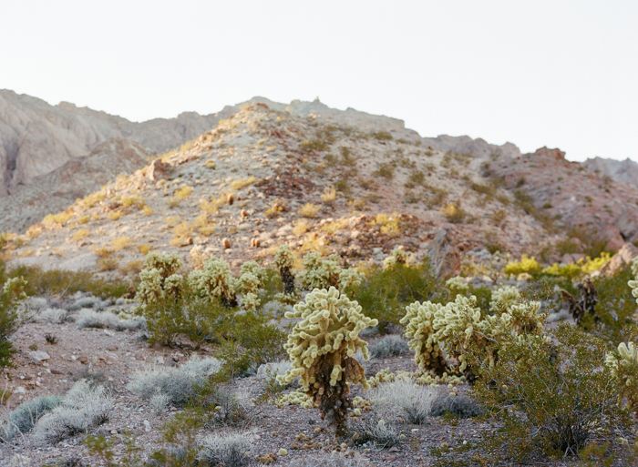 desert las vegas wedding