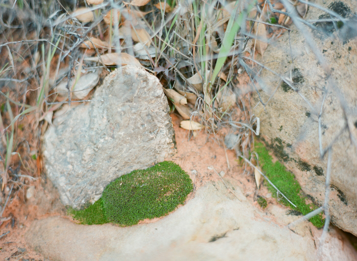 red rock state park desert life film 7