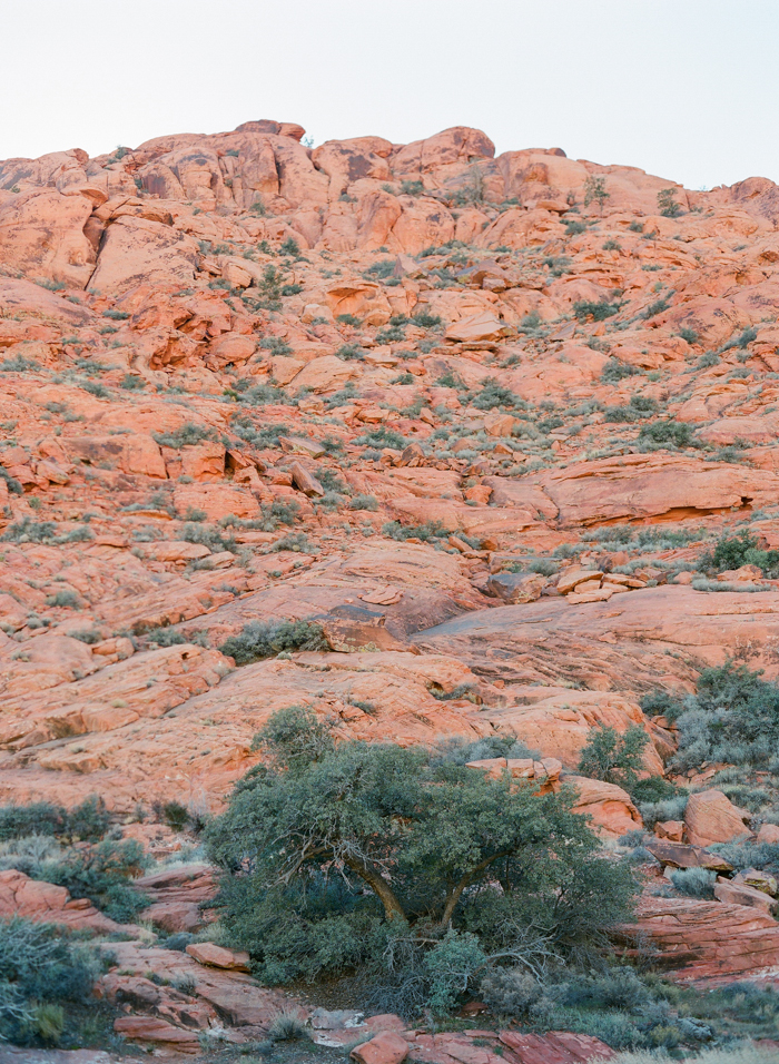 red rock state park desert life film 10