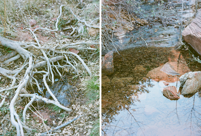 red rock state park desert life film 12