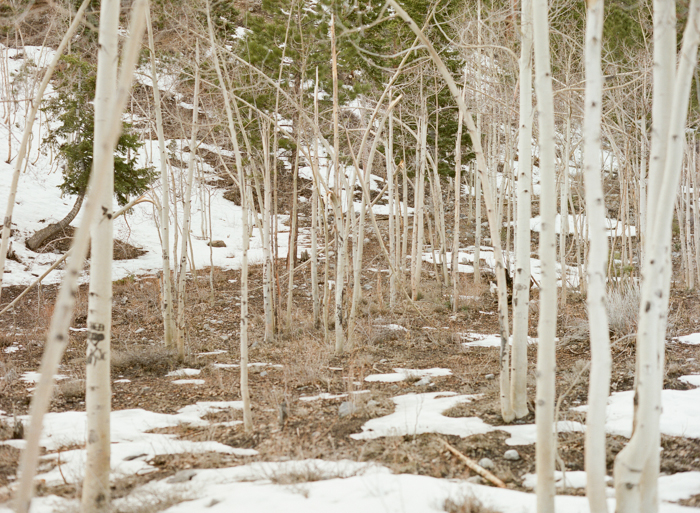 aspen trees and snow