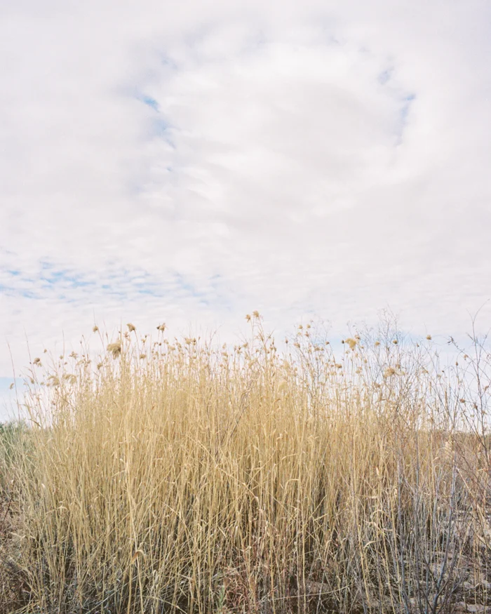 the virgin river mesquite