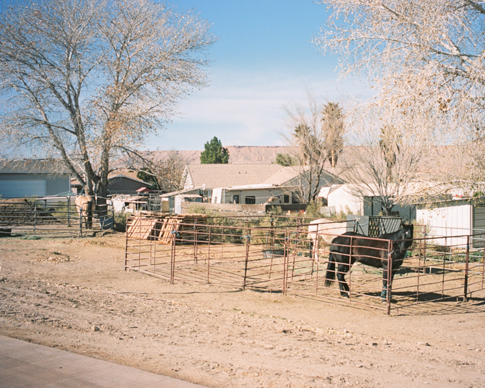 horses in bunkerville nevada