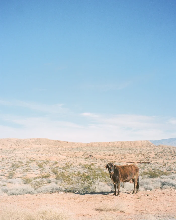bunkerville nevada desert on film