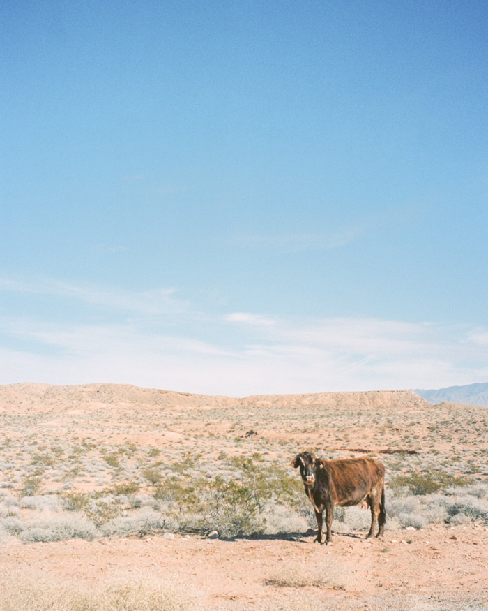 bunkerville nevada desert on film