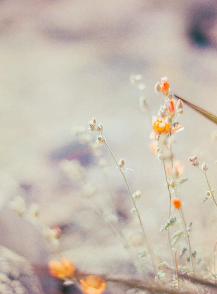 nevada desert expired slide film 7