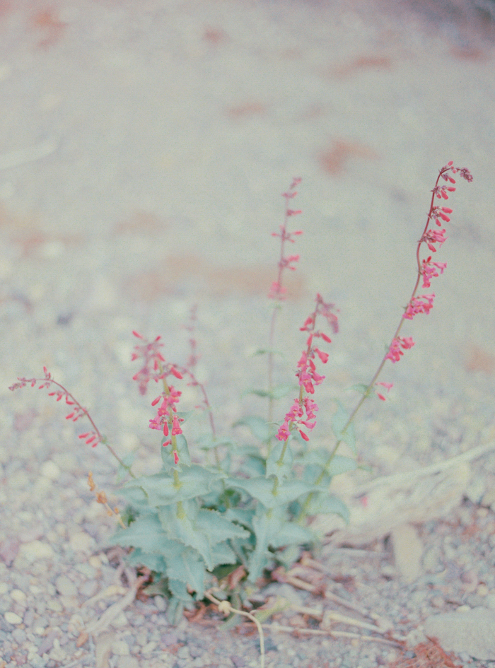 nevada desert expired slide film 8