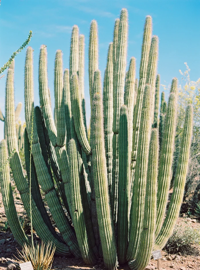 desert botanical garden phoenix arizona 9