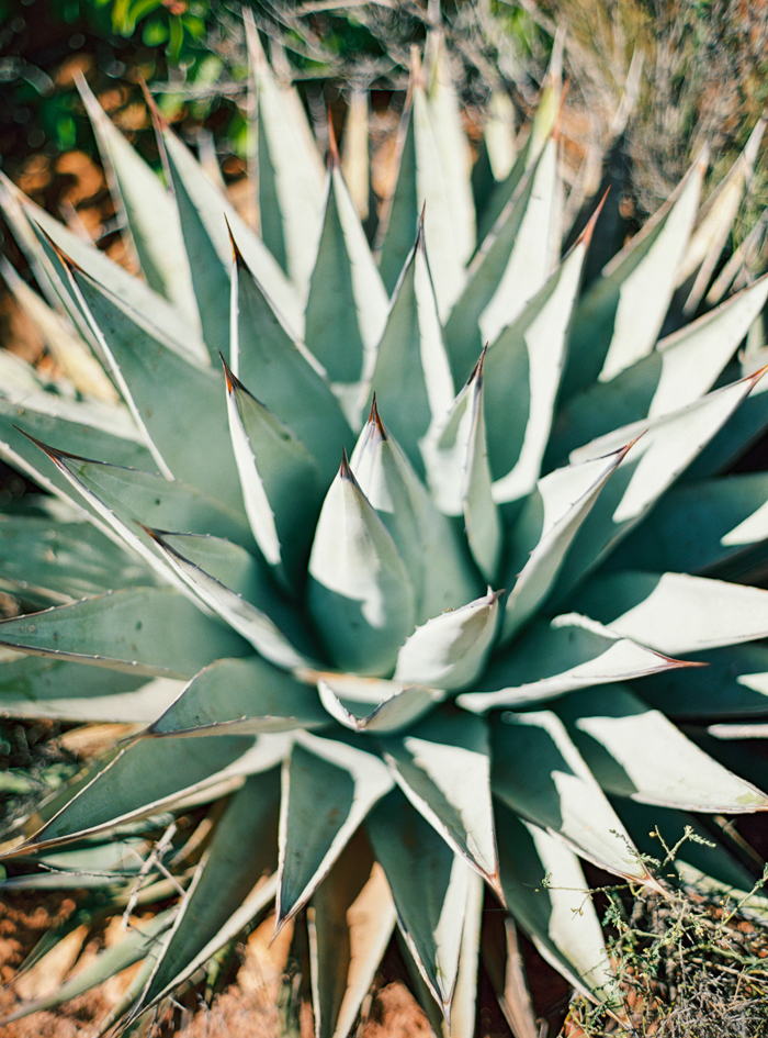 succulent in sedona arizona