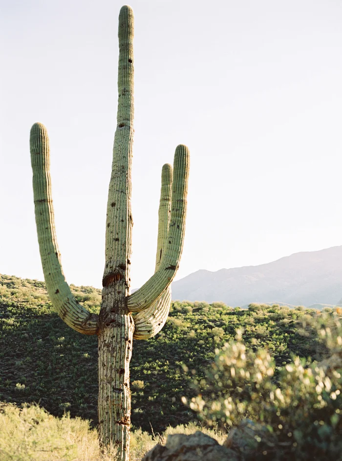 exploring arizona saguaro desert 26