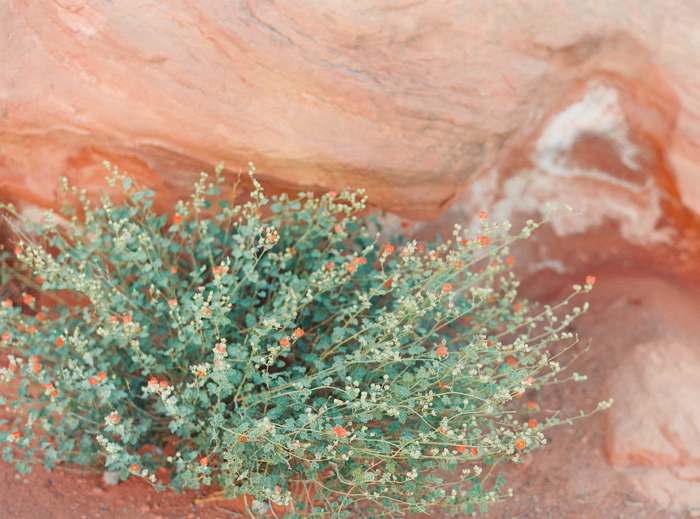 valley of fire boho desert wedding 2