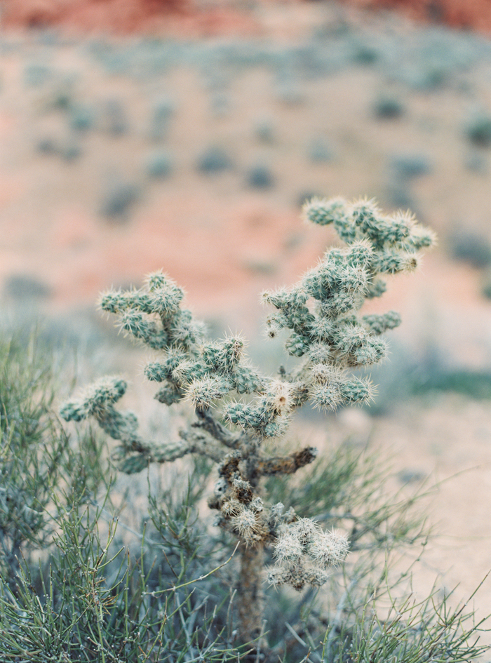 cactus in valley of fire