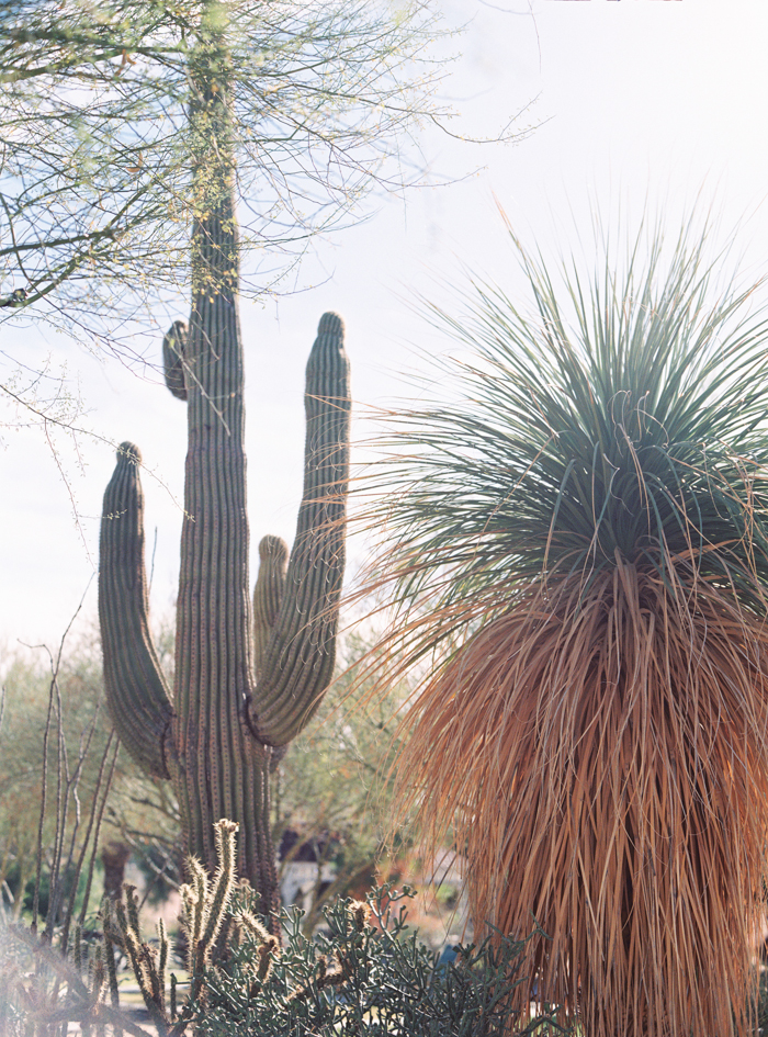 romantic desert arboretum vegas wedding photo 33