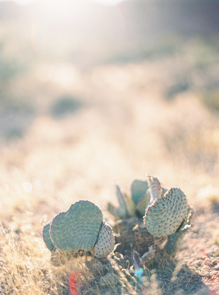 romantic desert arboretum vegas wedding photo 47