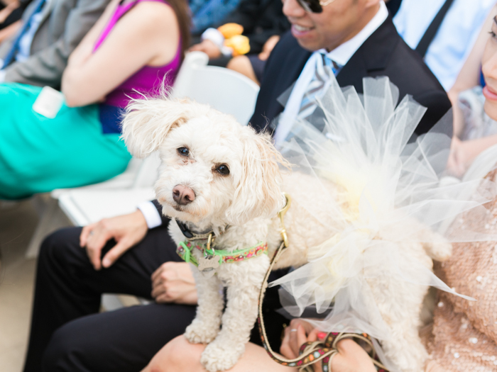 dog ring bearar in tutu | gaby j photography