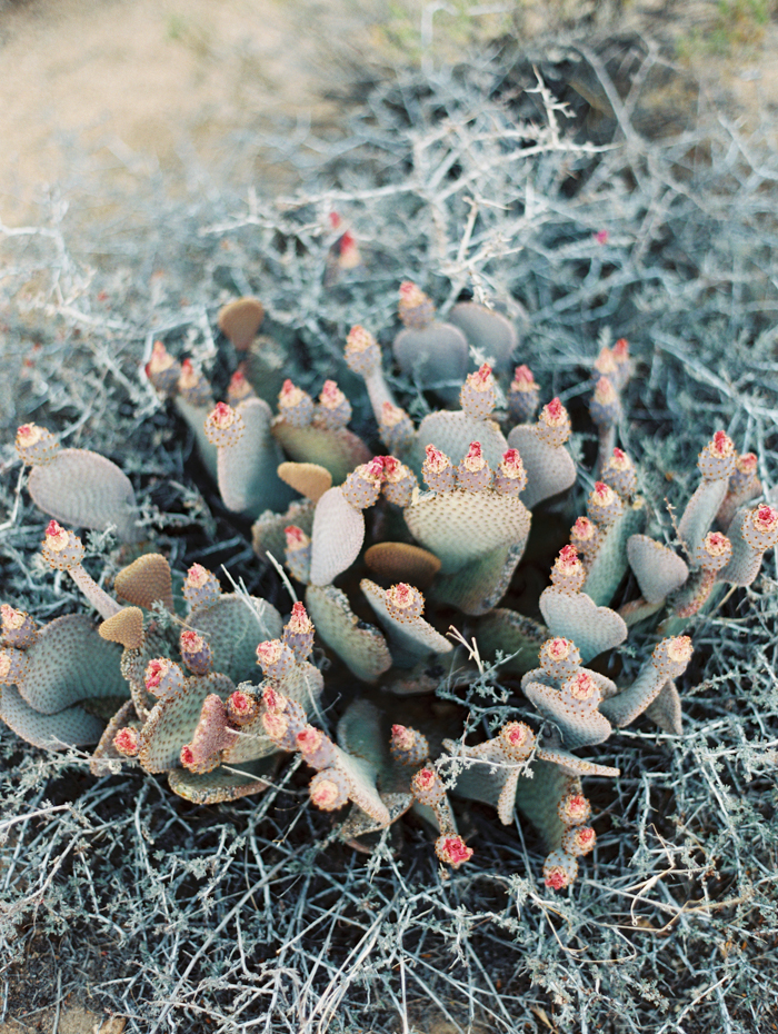 chic joshua tree elopement photo | gaby j photography