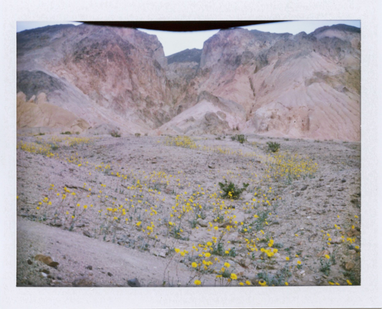 death valley national park super bloom desert wildflowers | gaby j photography | fuji fp100c instant polaroid film