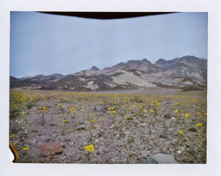 death valley national park super bloom desert wildflowers | gaby j photography | fuji fp100c instant polaroid film