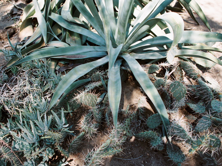 moorten botanical garden engagement | palm springs southern california lifestyle photographer | gaby j photography