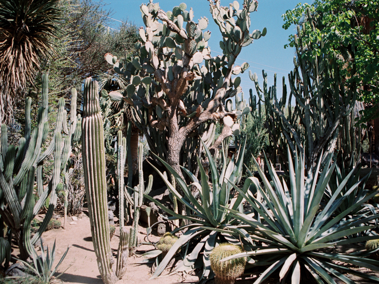 moorten botanical garden engagement | palm springs southern california lifestyle photographer | gaby j photography