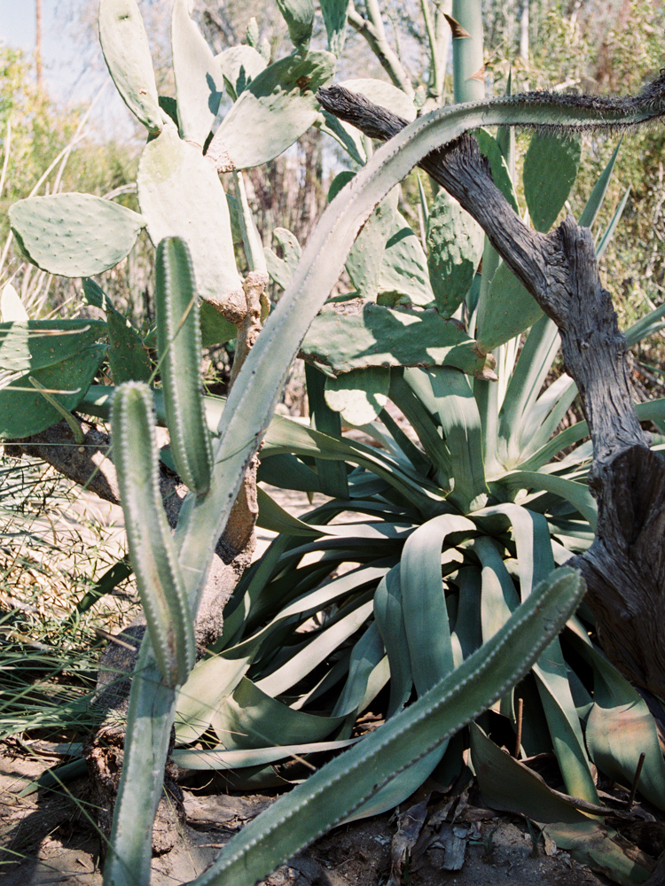 moorten botanical garden engagement | palm springs southern california lifestyle photographer | gaby j photography