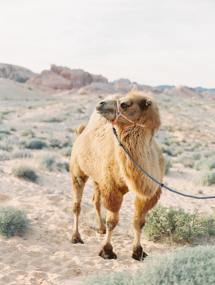 moroccan inspired desert wedding | gaby j photography | desert wedding inspiration with a camel