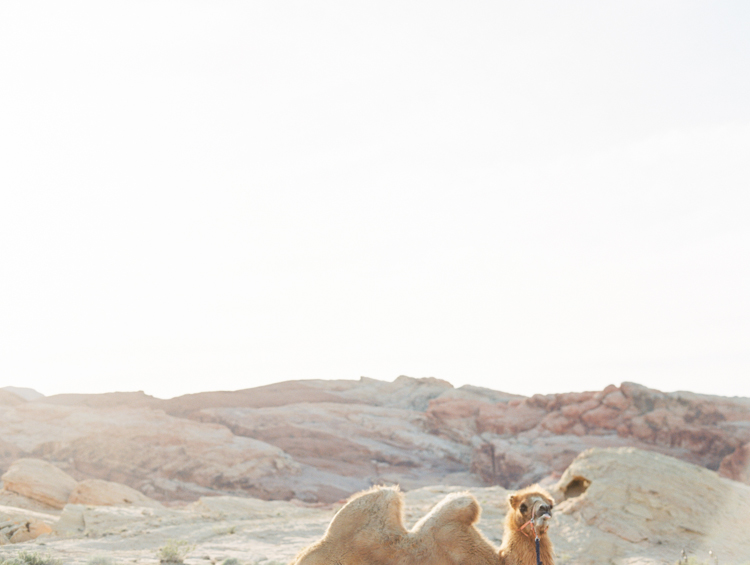 moroccan inspired desert wedding | gaby j photography | desert wedding inspiration with a camel