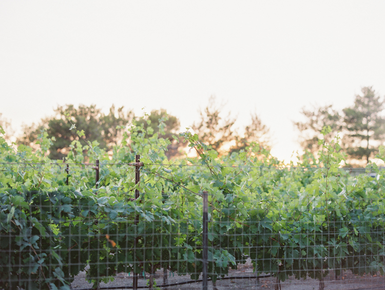 intimate winery elopement in las vegas | how to elope in las vegas | pahrump winery wedding | gaby j photography