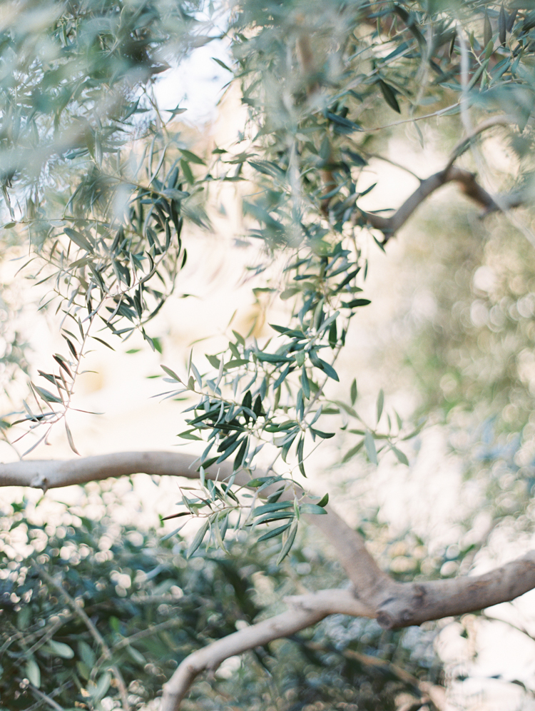 olive trees at green valley ranch