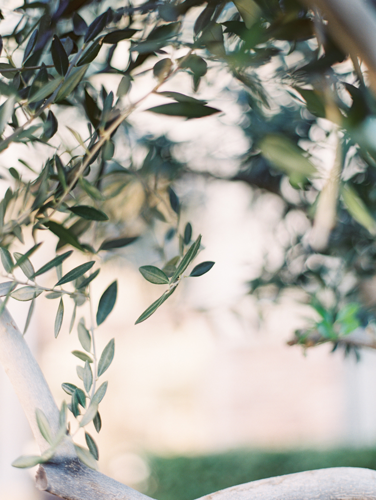 olive trees at green valley ranch