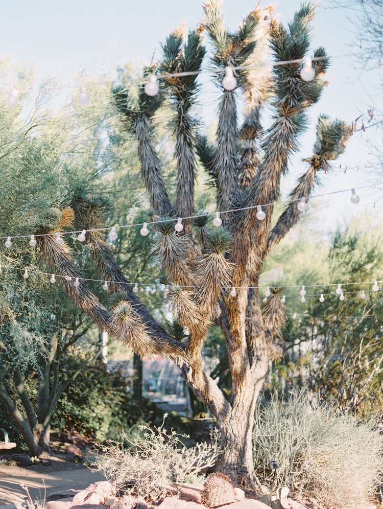 springs preserve cactus alley wedding