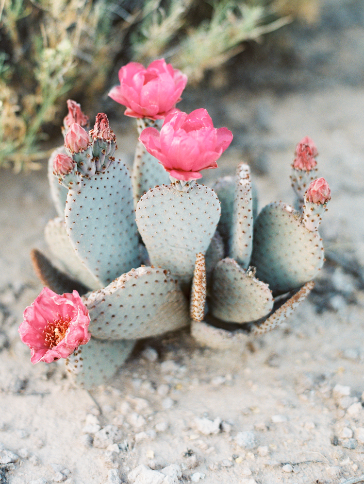 desert beavertail cactus pink flower