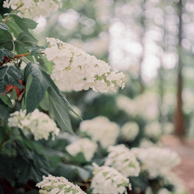 piedmont park elopement