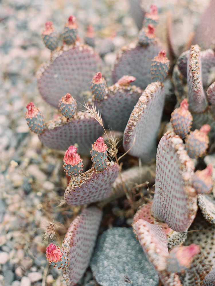 pink purple beavertail cactus in bloom