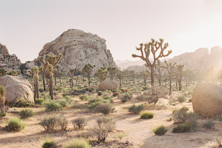 joshua tree national park during sunset