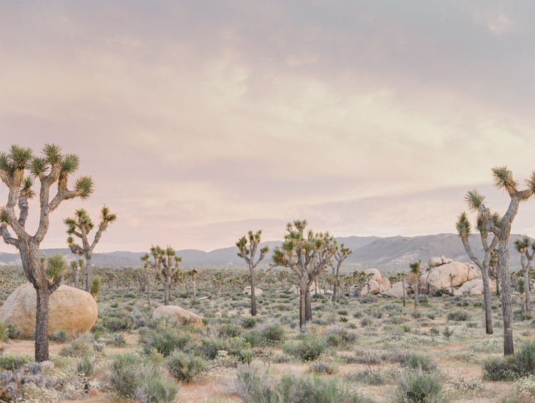 joshua tree national park during sunset photography