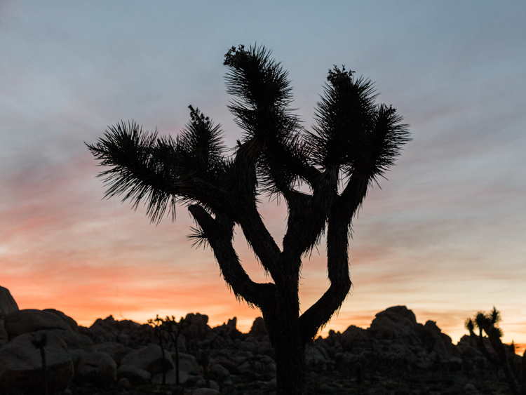 joshua tree national park during sunset photography