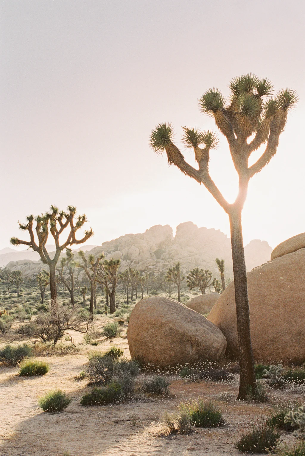 joshua tree national park during sunset