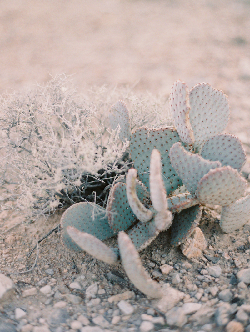 mojave desert cactus