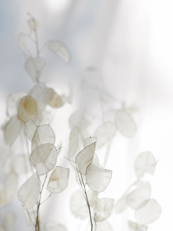 lunaria flowers gaby j photography