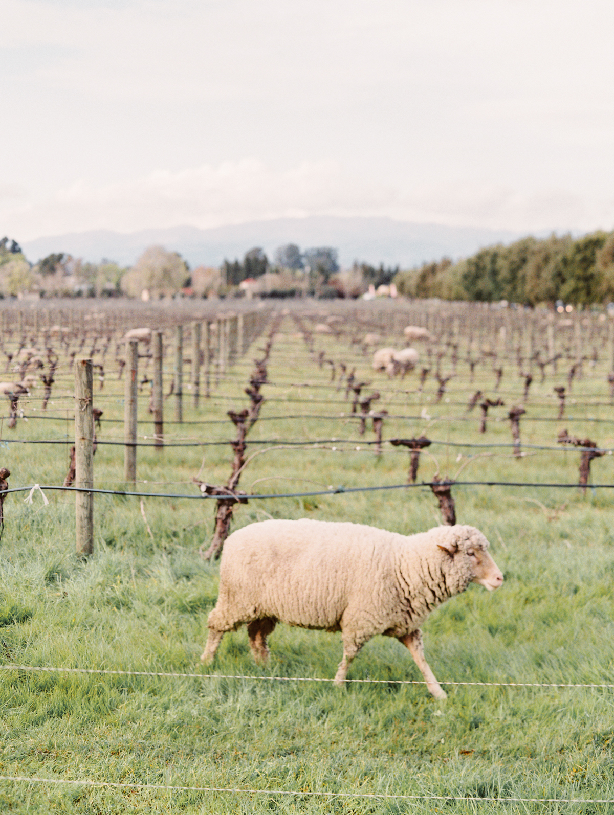 cline cellars wedding sheep in vineyard