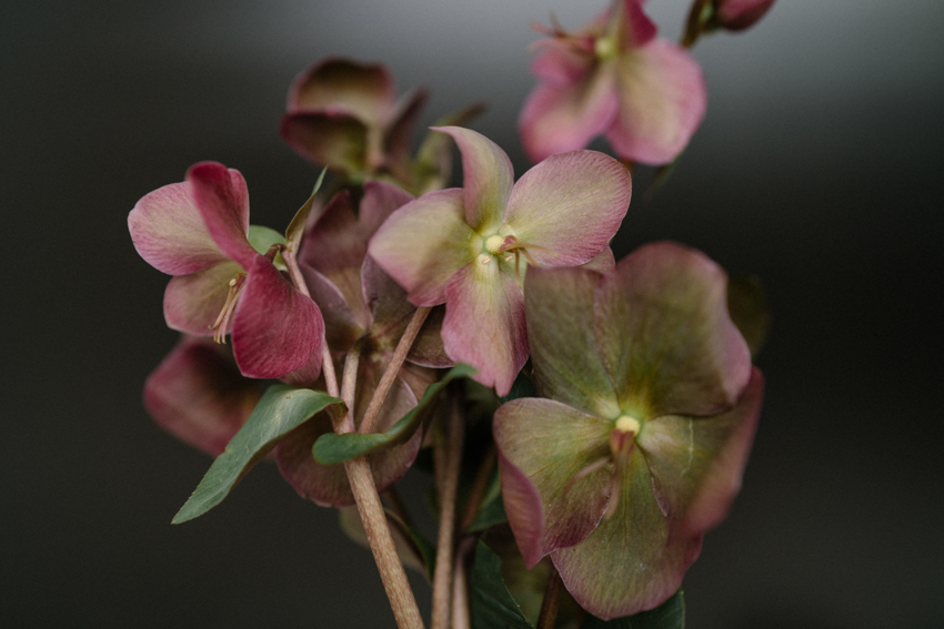 purple hellebores