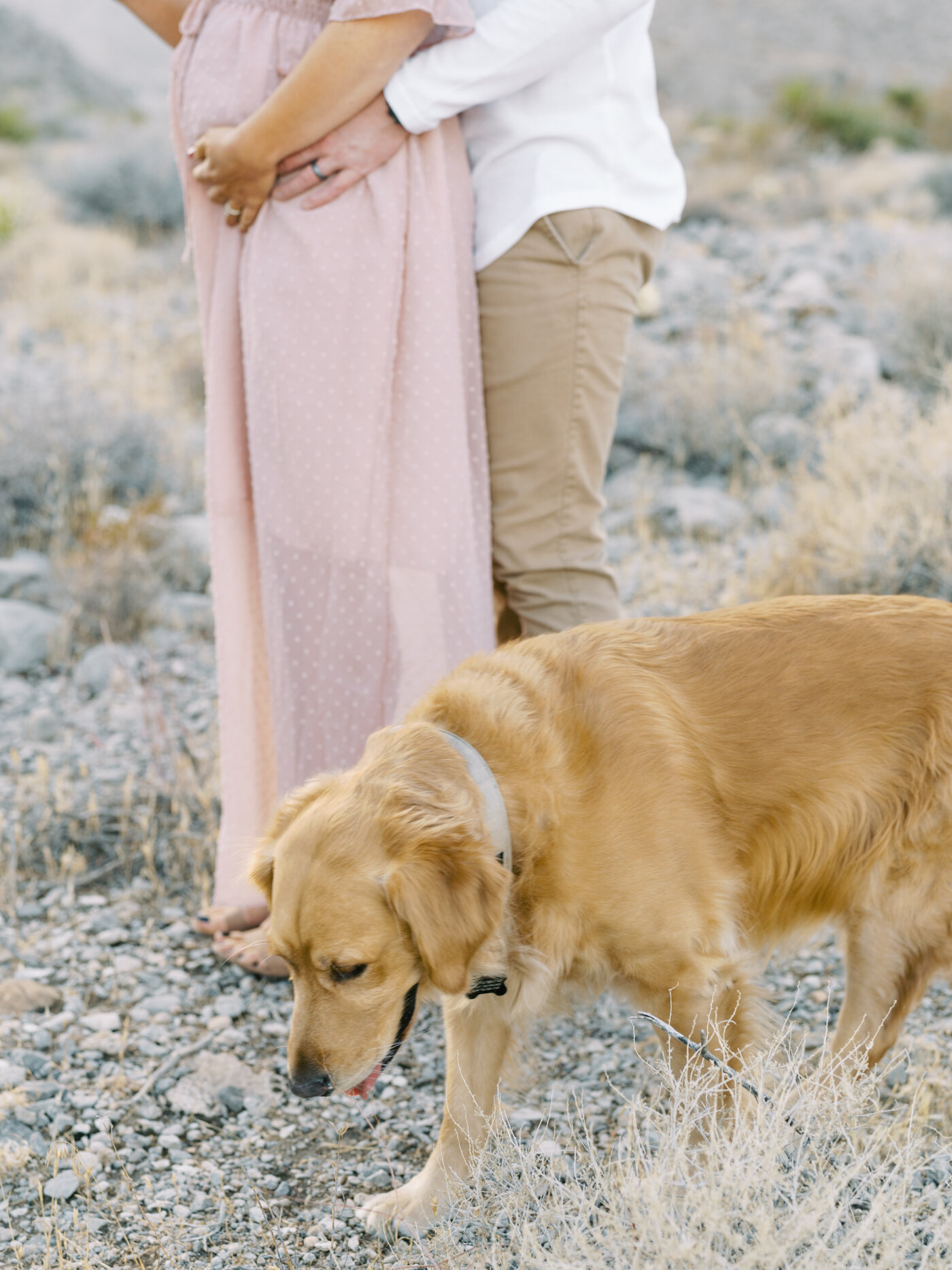 las vegas maternity photography with dog