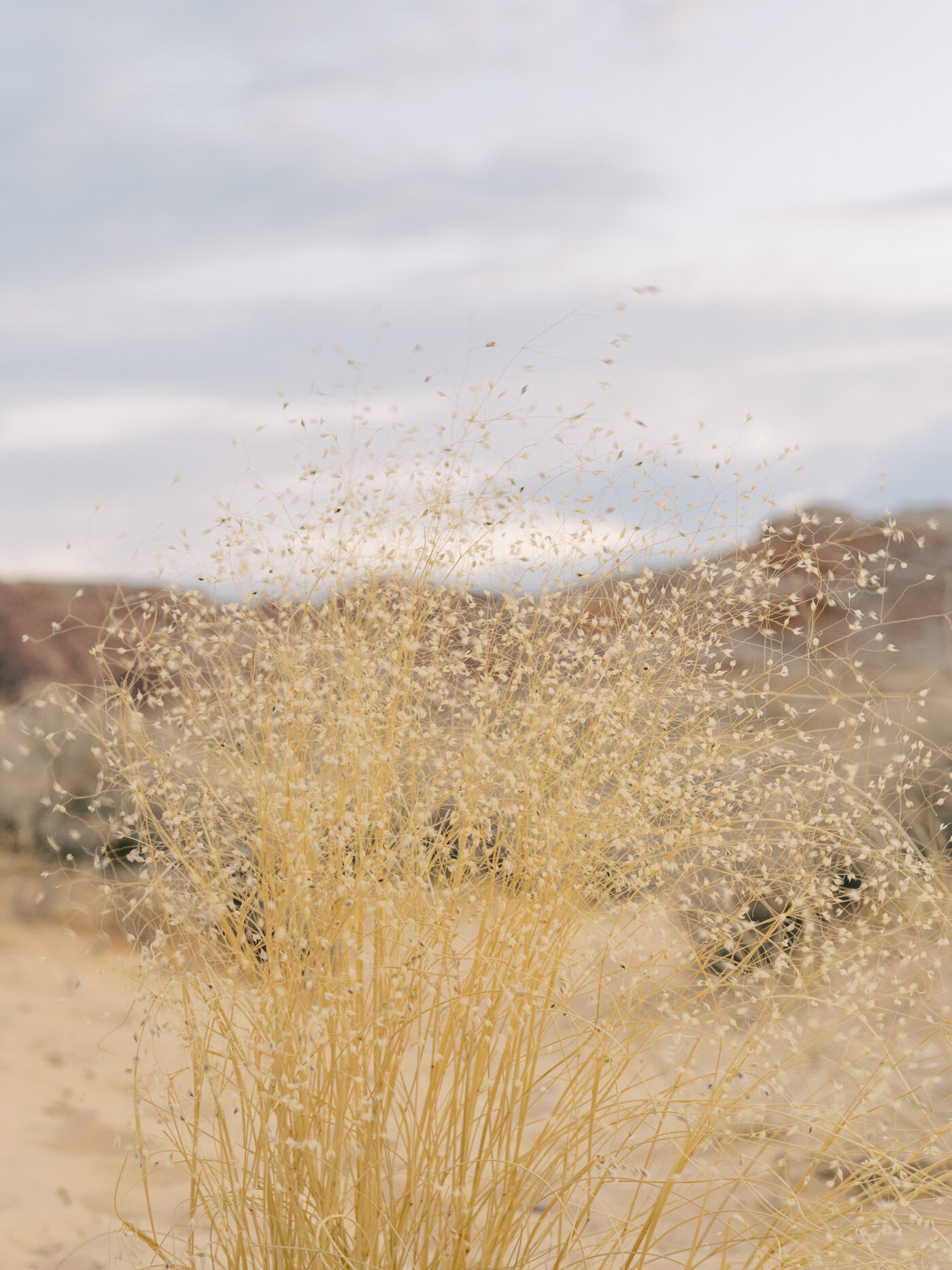 valley of fire shrubs