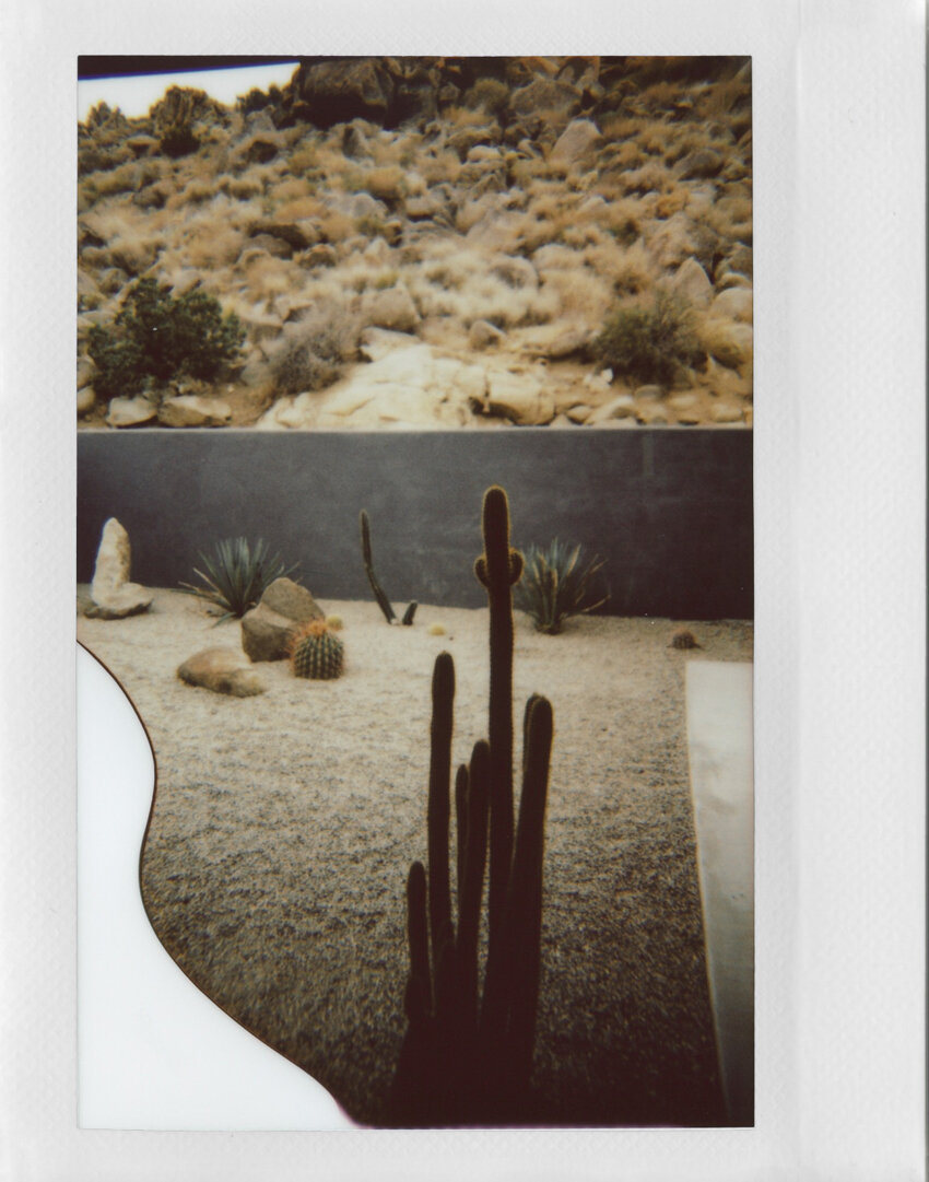 cactus on polaroid