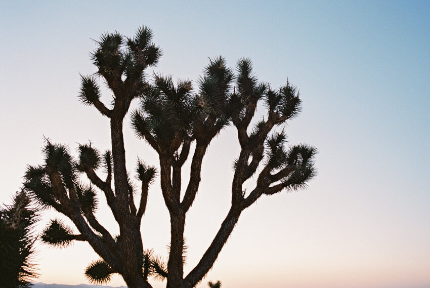 desert cactus on 35mm film