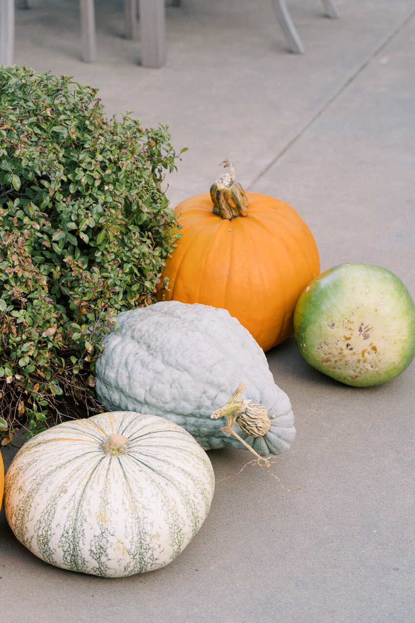 napa valley during fall | autumn wedding inspiration