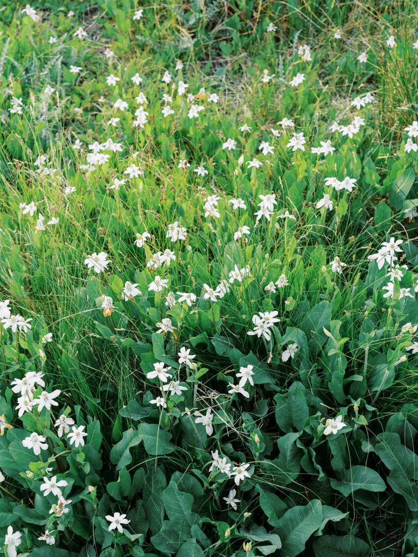 yerba mansa red rock canyon